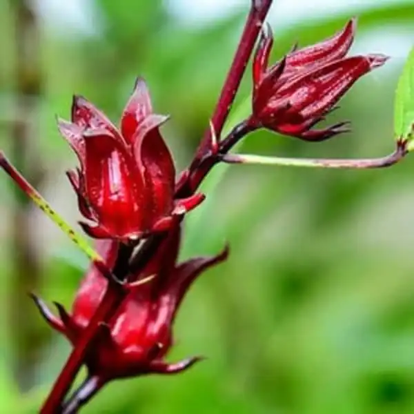 imagen FLOR DE JAMAICA